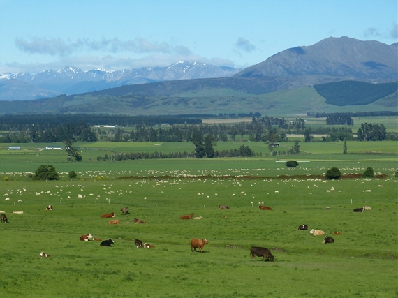 Wichtigstes Exportprodukt in Neuseeland sind die Milchprodukte. (Bild pd)
