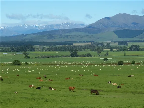 9cd729286c380c8c780c701f97f4cd13efd28fc0 Wichtigstes Exportprodukt in Neuseeland sind die Milchprodukte. (Bild pd)