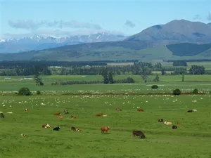 Wichtigstes Exportprodukt in Neuseeland sind die Milchprodukte. (Bild pd)