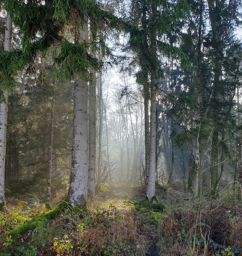 Der Wald ist ein besinnlicher Ort. (Bild lid/ji)