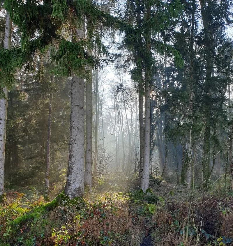 397b1da314dc8d293d4fe1c9d75bbc79c0e4df56 Der Wald ist ein besinnlicher Ort. (Bild lid/ji)