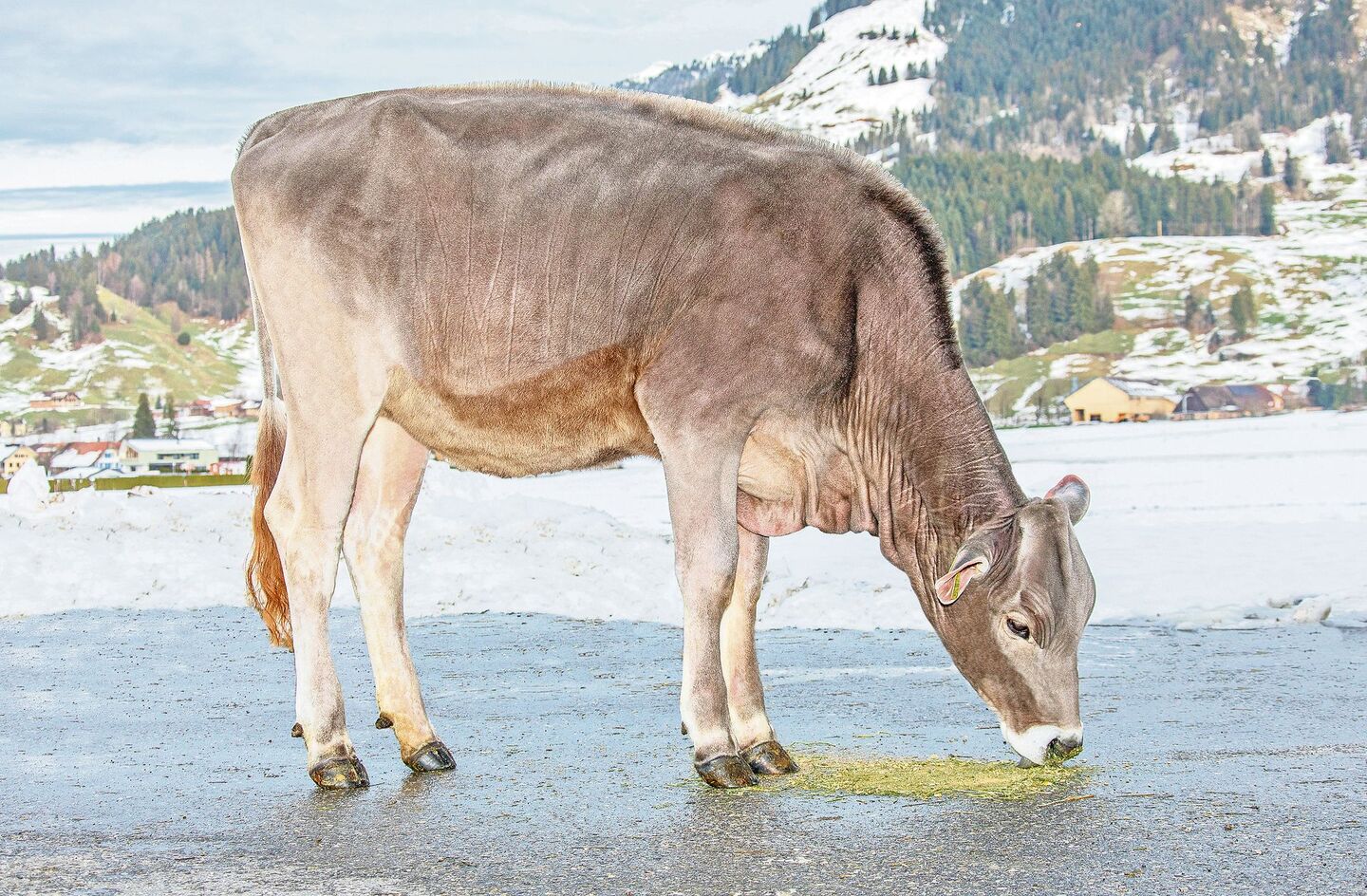 Biniam-Tochter Joyce erreichte mit 7500 Franken den Höchstpreis aller Brown-Swiss-Angebote.