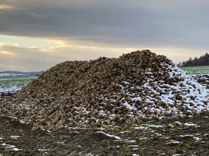 Der Wintereinbruch unterbrach die Anlieferung der Rüben zur Zuckerfabrik Aarberg am Freitag.