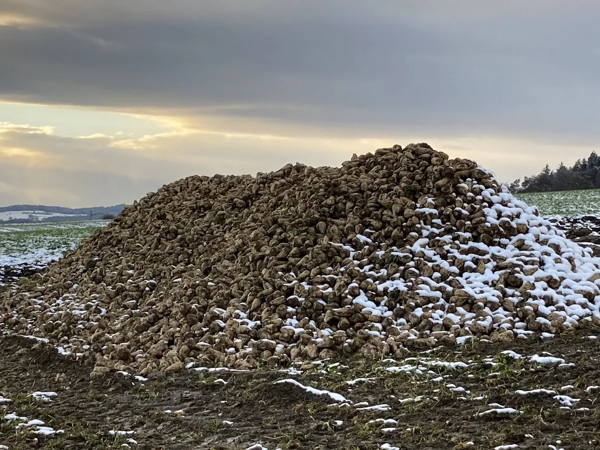 Zuckerrueben_Schnee Die Akontozahlung für die Rüben wird aufgeteilt
