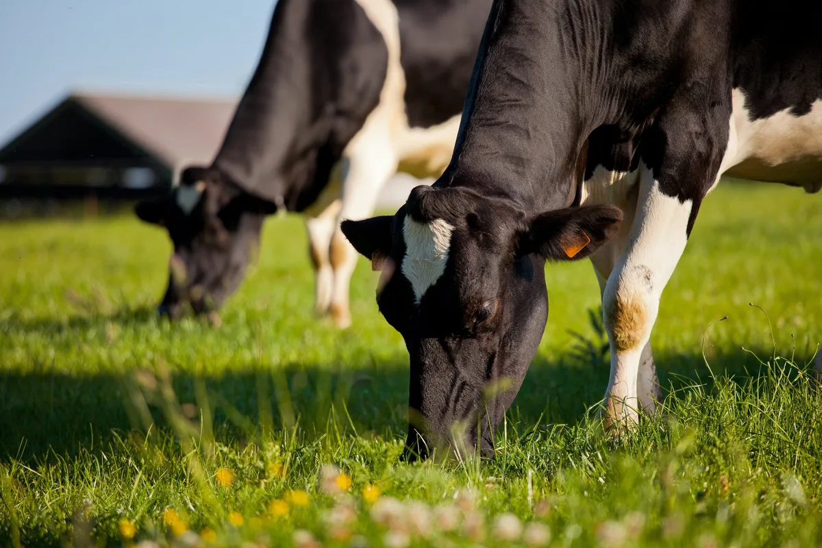 BOM-Vorstand verlängert Regelung für Milcheiweiss-Stützung