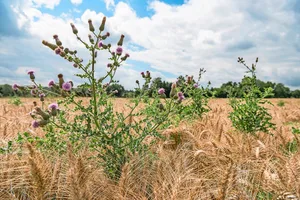 Die Acker-Kratzdistel findet sich in allen Ackerkulturen. Dort überdauert sie unter Umständen auch Kunstwiesenperioden. Zur Eindämmung sollte die Distel während der Blüte geköpft werden, um die Versamung zu verhindern.