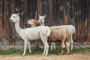 Alpakas (auf dem Bild) sind kleiner als Lamas.