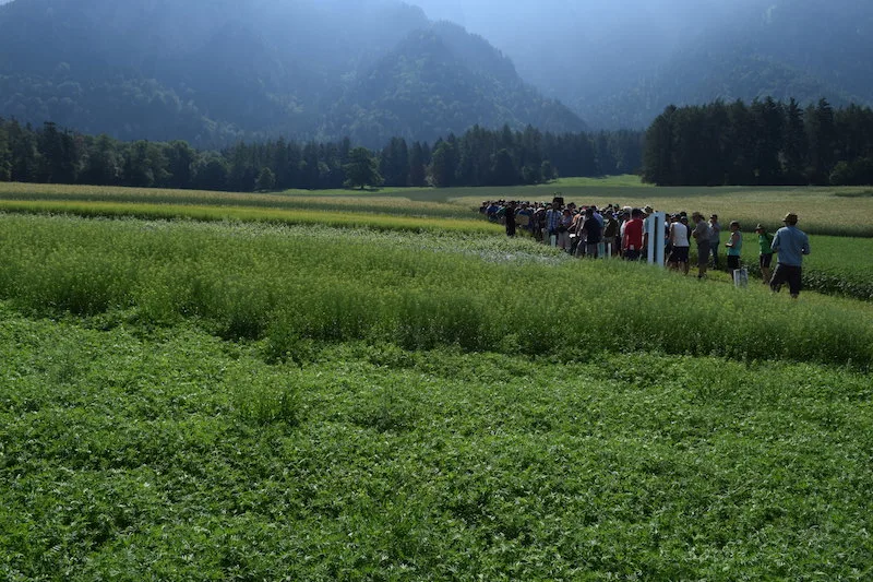 138567f87eba72dfc736fe7f645bf7e7702cb357 So sieht Vielfalt auf dem Bio-Acker aus: Am Feldtag wurden verschiedene Getreidesorten, Buchweizen, Lein, Linsen, Hirse, Quinoa und Hanf vorgestellt. (Bilder Stefanie Giger)