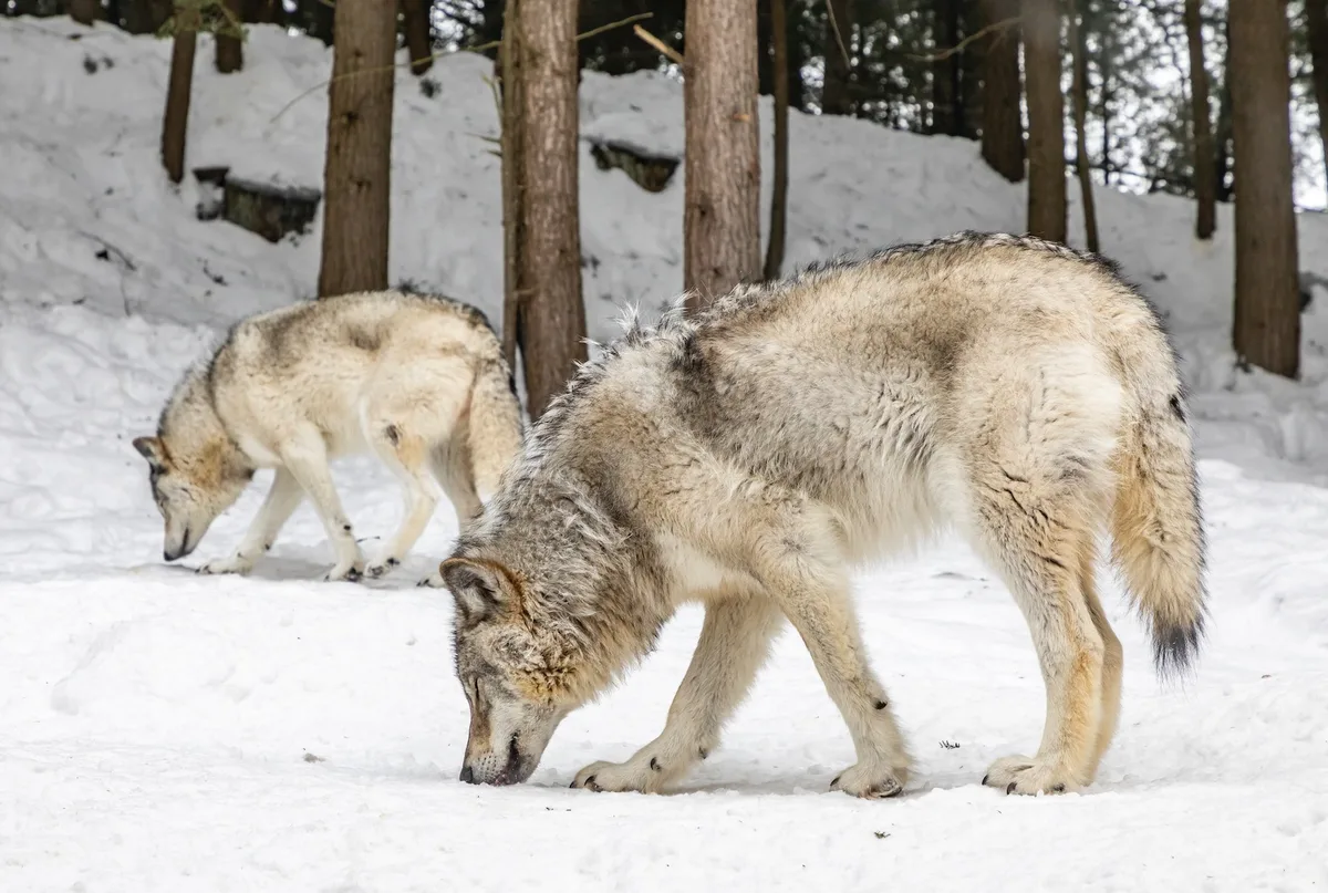 wolf_eva_blue Die EU-Kommission will den Schutzstatus für Wölfe senken