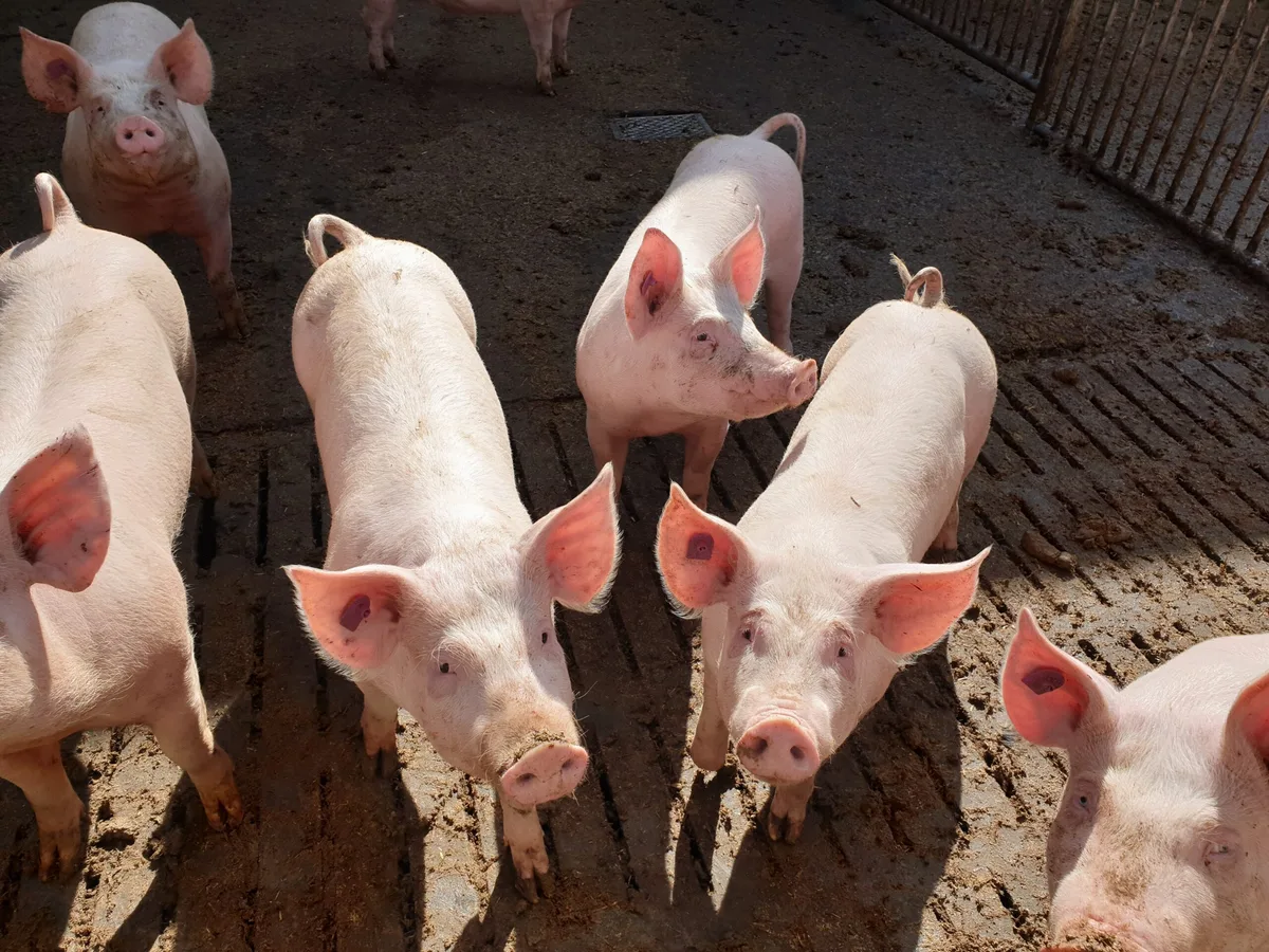 e0c5b0c44d892868376eec51e5417f08f29c72ab Zuckerbasierte Impfstoffe sollen zukünftig gegen viele Infektionen bei Schweinen helfen. (Bild Ruth Aerni)