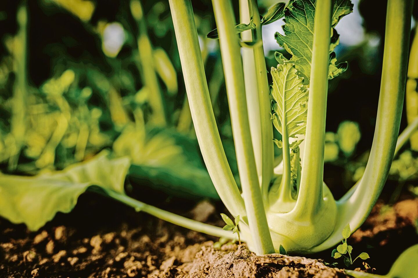 Viel Gemüse aus dem eigenen Garten zu ernten, ist für viele eine Wunschvorstellung. Ein Anbauplan hilft, Aufwand und Ertrag gegeneinander aufzuwiegen.