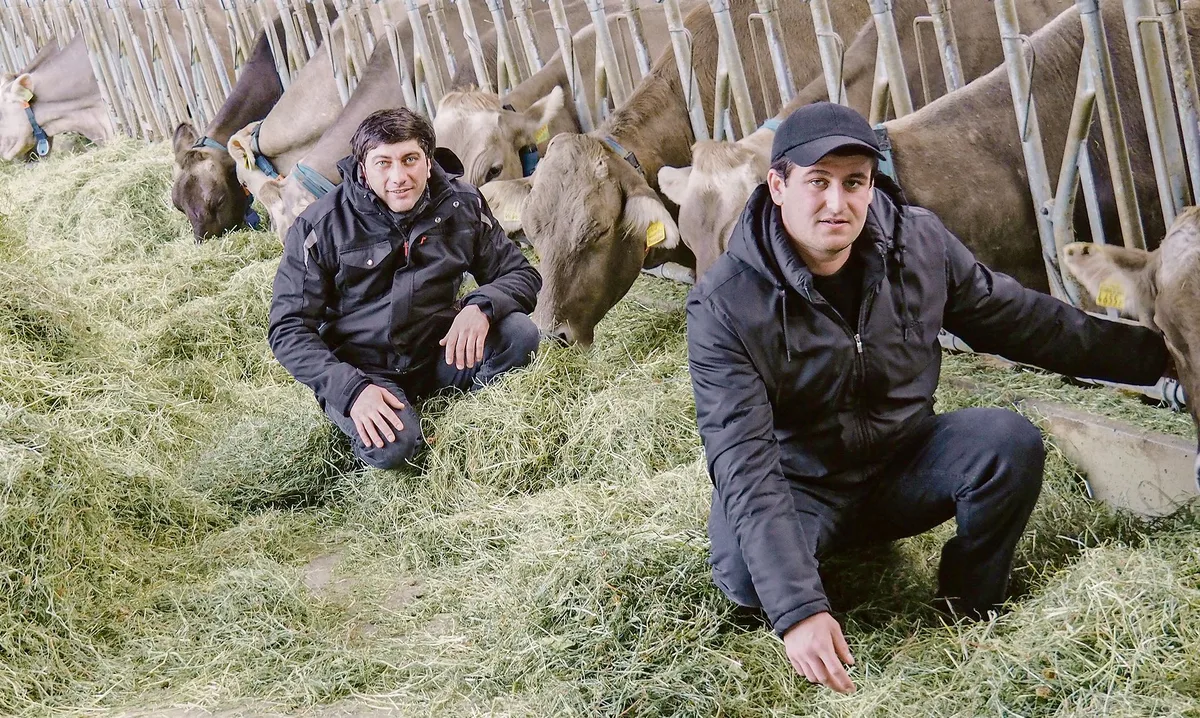 148773d6937191af8280b292b2f69f6c23991d25 Ilja Devnozashvili (links) und Giorgi Aslamazashvili arbeiten am Plantahof. Die beiden Georgier bereiten sich auf ihre Aufgaben als Angestellte des Gutsbetriebs der Swiss Agricultural School Caucasus vor.(Bild Christian Weber)