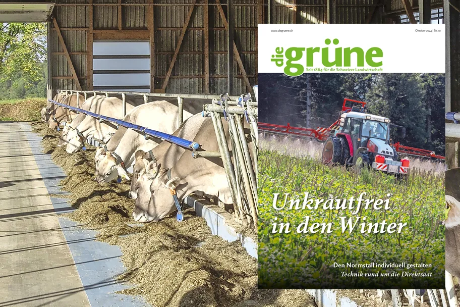 «die grüne» im Oktober 2024 – Unkrautfrei in den Winter