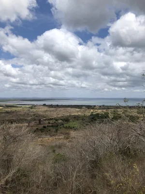 Die trockene Vegetation auf der Insel Pemba.