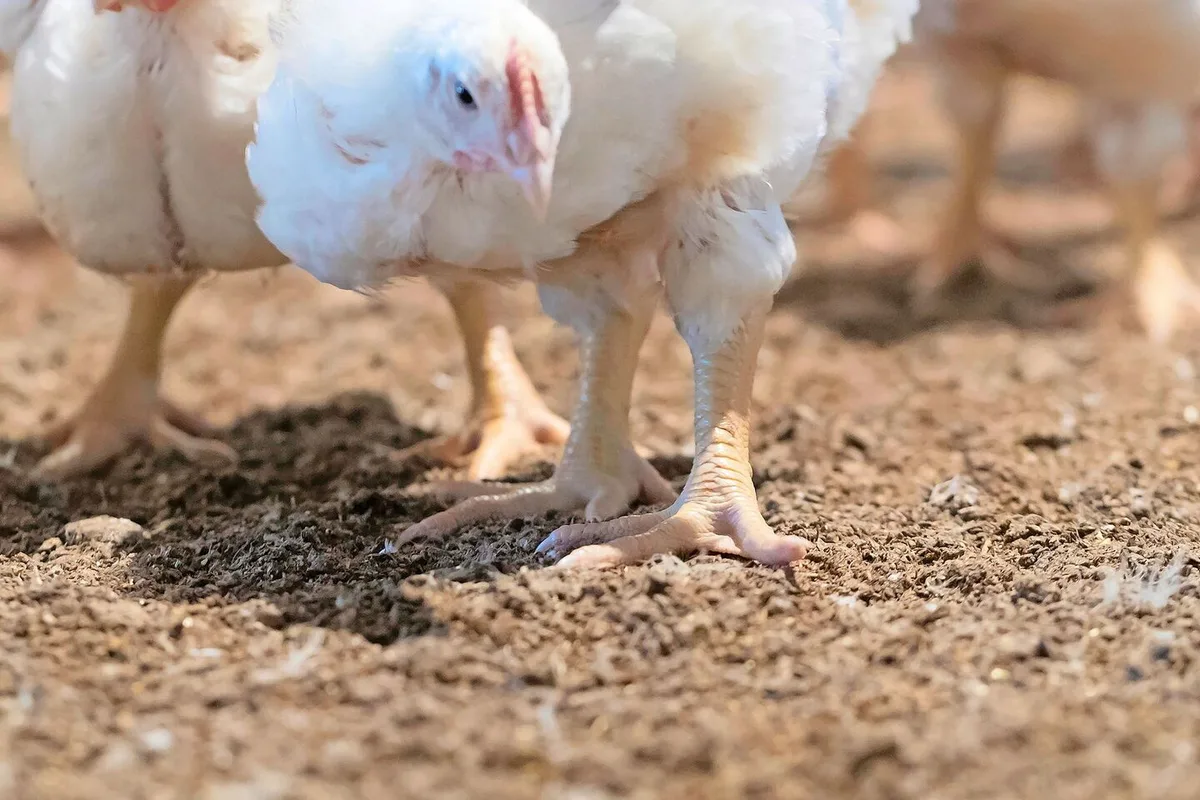 Klimaziele der Schweiz: Wie konkret ist der Tierabbau?