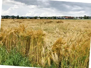 Trotz Unwetter wurde dieses Jahr wenig Lager beobachtet, teilt Swiss Granum mit. (Bild Sera Jane Hostettler)