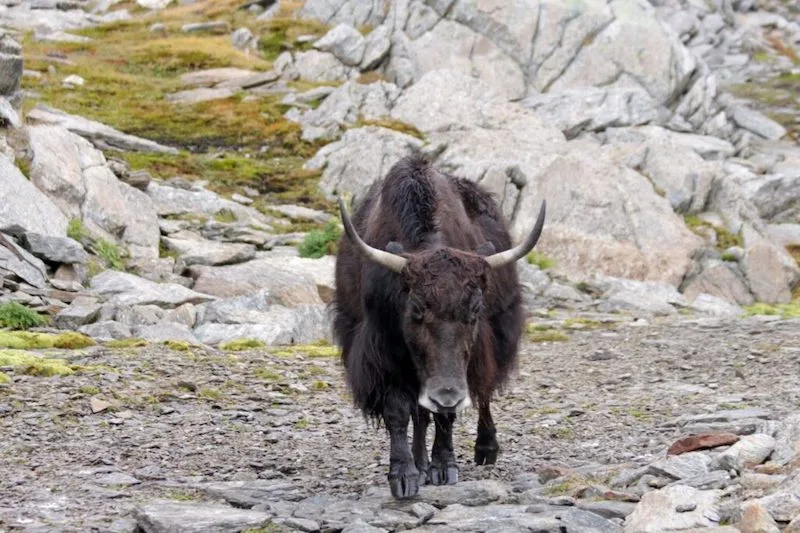 d12ca23313e464da9252c47de1491f3aef54e742 Die urtümlichen Yaks werden auch in der Schweiz gehalten. (Bild Schweizer Yakzuchtverein)
