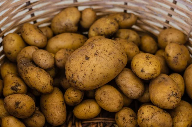 b348a7994c2e127c81437b764f2404ad5491c546 Wegen Nässe und Hitze: "Kartoffelpreise werden steigen"