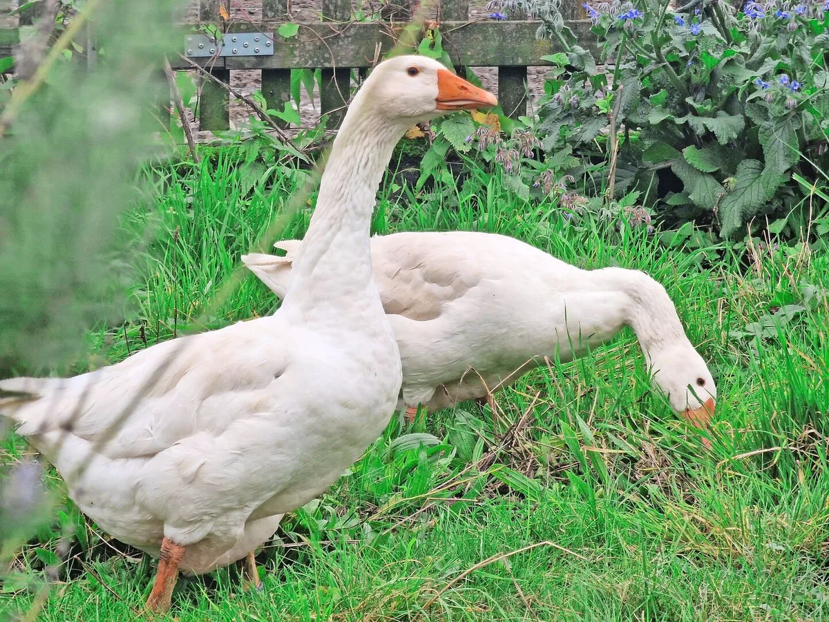 9ad7785d64a2960945a01bff4f5a2a8ba3d62d36af063af57b5f670bbcbadf6e Sie ist vom Aussterben bedroht und wird von der Stiftung Pro Specie Rara unterstützt: die Diepholzer Gans.