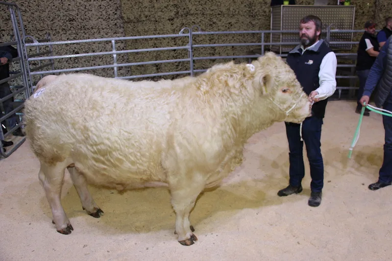 2eb1e49fe9313c995a30e07a6a427f814841fa8b Der natürlich hornlose Charolais-Stier Mercantfarm Pirate galt an der Auktion 5000 Franken. Der et-was mehr als einjährige Stier mit 131 cm grosse ausgeglichene Elite-Stier war 91 Punkten in der Syn-these beurteilt worden. Züchter sind Jean-Pierre und Lionel Mercanton aus Lavaux VD. (Bild rü)