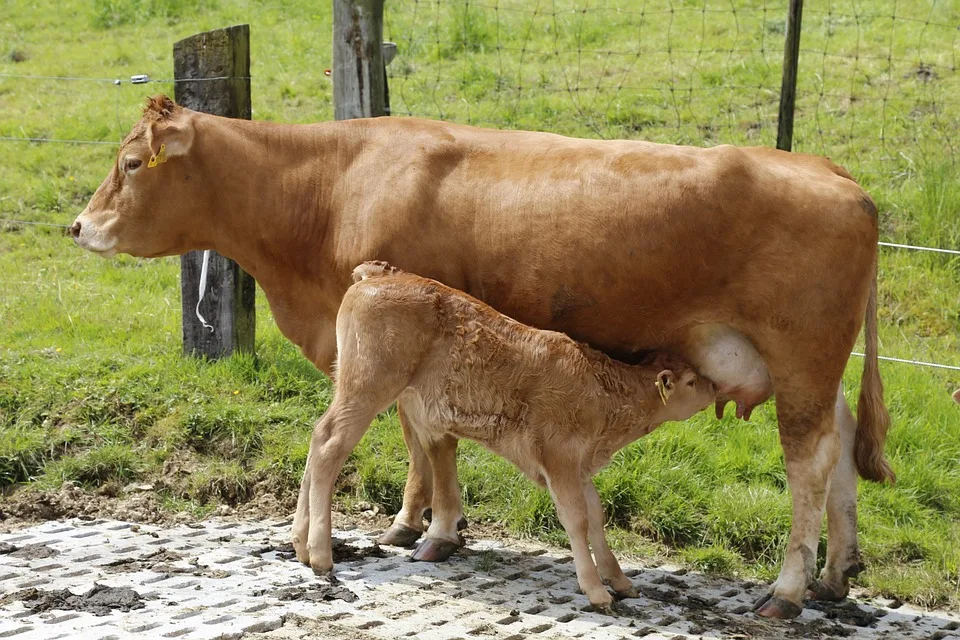 fdbf50f534640828295ee69d948e7aa72d4e7c57 Der Herdbook-Award von Mutterkuh Schweiz geht an Fleischrinder mit hervorragender Lebensleistung. (Bild Pixabay)