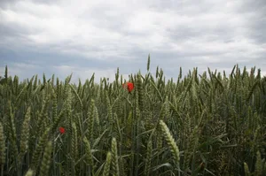 Die FAO geht davon aus, dass im Jahr 2021 fast 777 Millionen Tonnen Weizen geerntet werden.