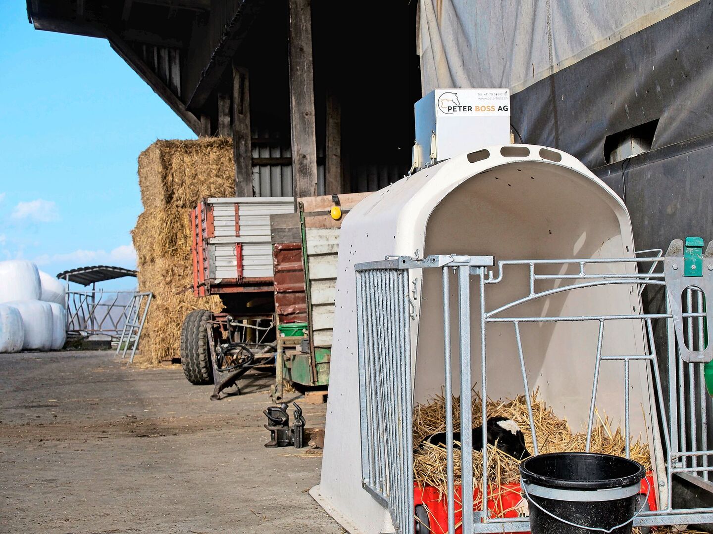 Dieses Kalb ist drei Wochen vor dem Termin auf die Welt gekommen. «Früher hätten wir Mühe gehabt, diesen Kerl durchzubringen. Mit der Wärme des Solariums stehen die Chancen aber gut», sagt Senior-Landwirt Paul Frey von der Staffelegg im Kanton Aargau.