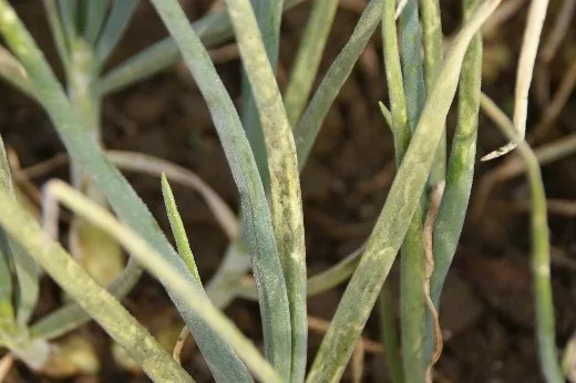 falscher_mehltau_zwiebeln_agroscope Mancozeb-Verbot: Die Zwiebelproduktion wird herausfordernder