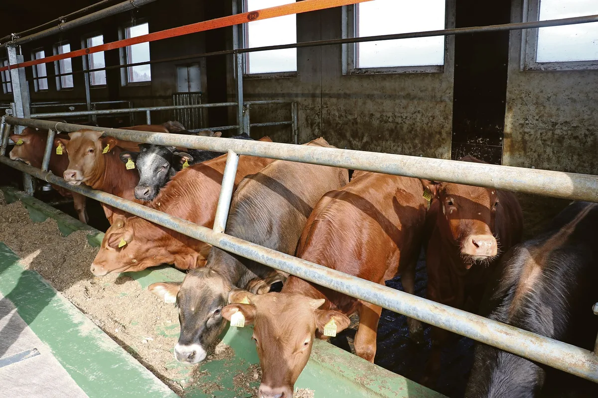 a851833ea2eeef89a401b50e69fa46317dd0678f Bei der Rinderfütterung an die Pansenlebewesen denken: Für optimale Bedingungen brauchen sie immer gleichzeitig Energie- und Eiweissfraktionen. (Symbolbild Ruth Aerni)