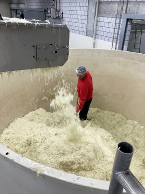 Im Bottich muss das Kraut sorgfältig verteilt und gestampft werden, damit es Sauerkraut gibt.