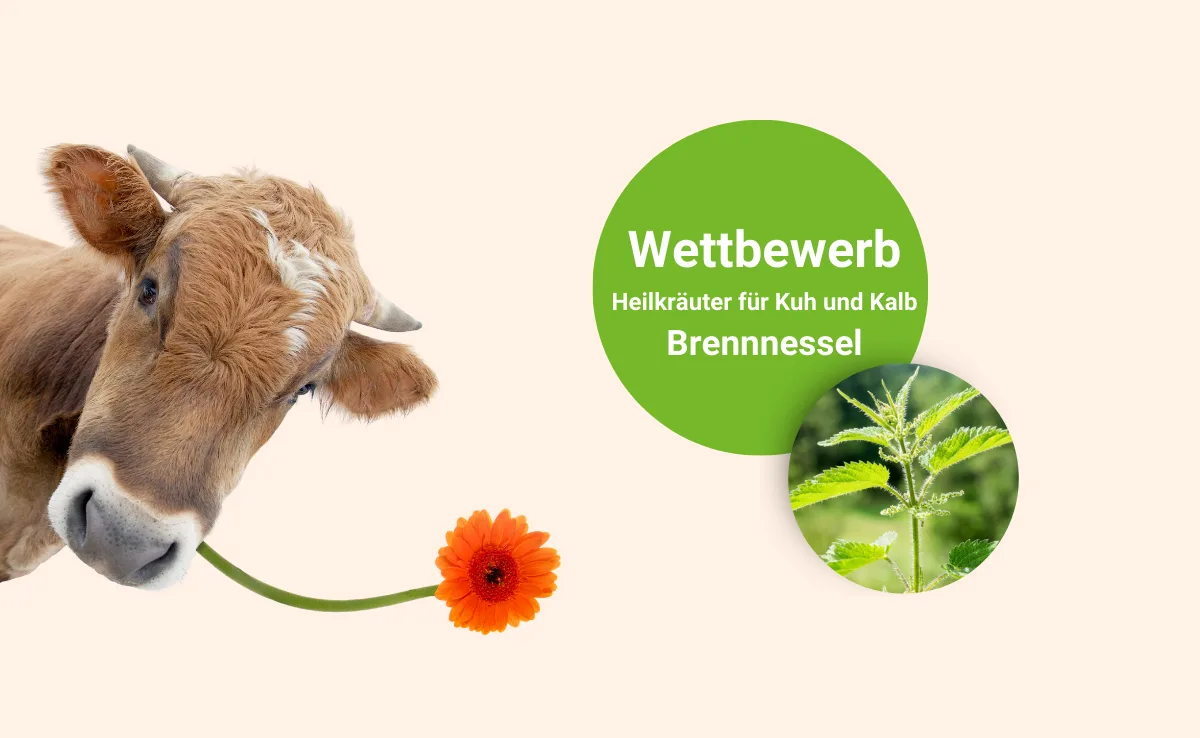 DG_-_Brennnessel_Landingpage Welche Brennnessel brennt mehr?