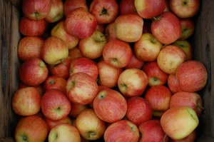 Der Obstverband ist ein Gründungsmitglied der Sals. Sein Programm Nachhaltigkeit Früchte wurde an der GV der Vereinigung präsentiert und ist nach Meinung der Sals eine beispielhafte Umsetzung von Nachhaltigkeit.