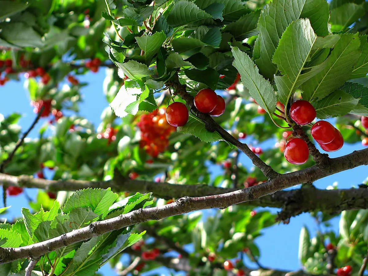 cherry-gb76241cf5_1920 Obstbauern wehren sich gegen die Nachhaltigkeitsstrategie der Aargauer Kantonalbank