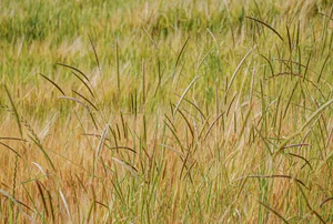 Besonders in getreidelastigen Anbaugebieten wird der Ackerfuchsschwanz immer mehr zum Problem. Das Ungras lässt sich auch mit Herbiziden immer schwerer bekämpfen. (Bild FiBL, Hansueli Dierauer)