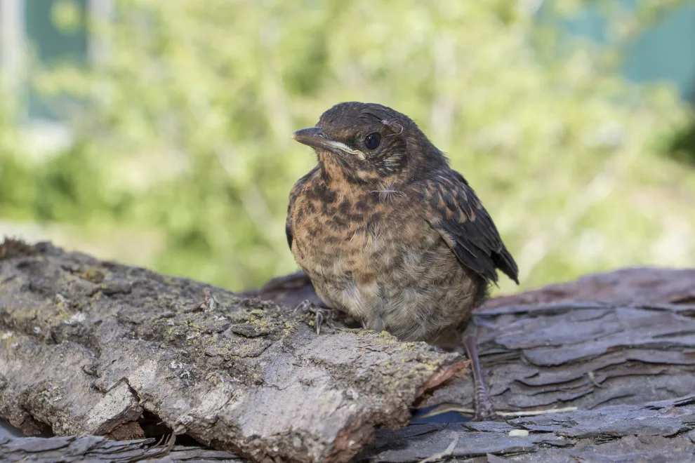 930aa38c007c488991dbad8724ffc52e0a4a2271 Amseln (im Bild ein Jungvogel) und Haussperlinge zählten 2020 zu den am häufigsten betreuten Vogelarten. (Bild Vogelwarte)
