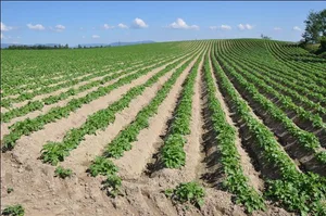 Ab diesem Herbst wird das Pflanzgut der Chips-Sorten aus Schweizer Produktion in den neuen Kaliber angeboten. (Bild Swisssem)