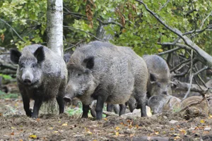 Je höher der Ernährungszustand der Wildschweine, desto höhere Überlebenschancen hat ihr Nachwuchs. Daher entstehen vor allem in energiereichen Kulturen die meisten Schäden.
