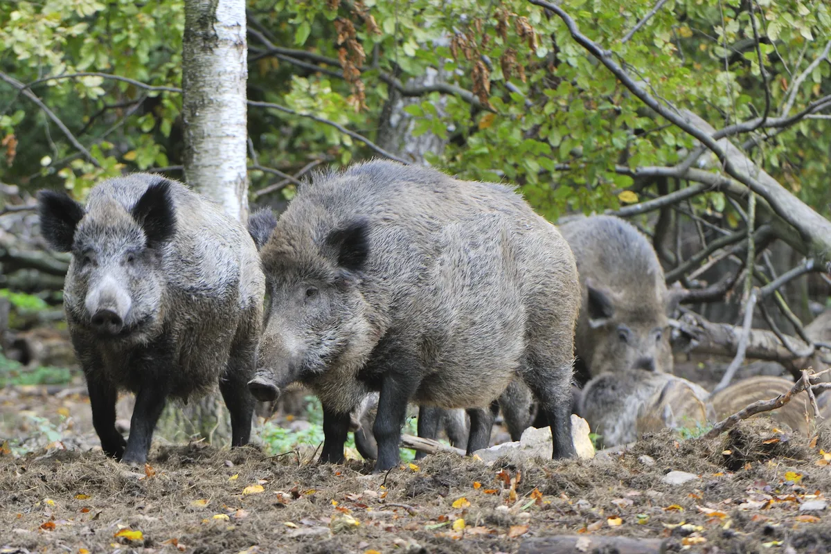Fotolia_47421143_XL.jpg Je höher der Ernährungszustand der Wildschweine, desto höhere Überlebenschancen hat ihr Nachwuchs. Daher entstehen vor allem in energiereichen Kulturen die meisten Schäden.