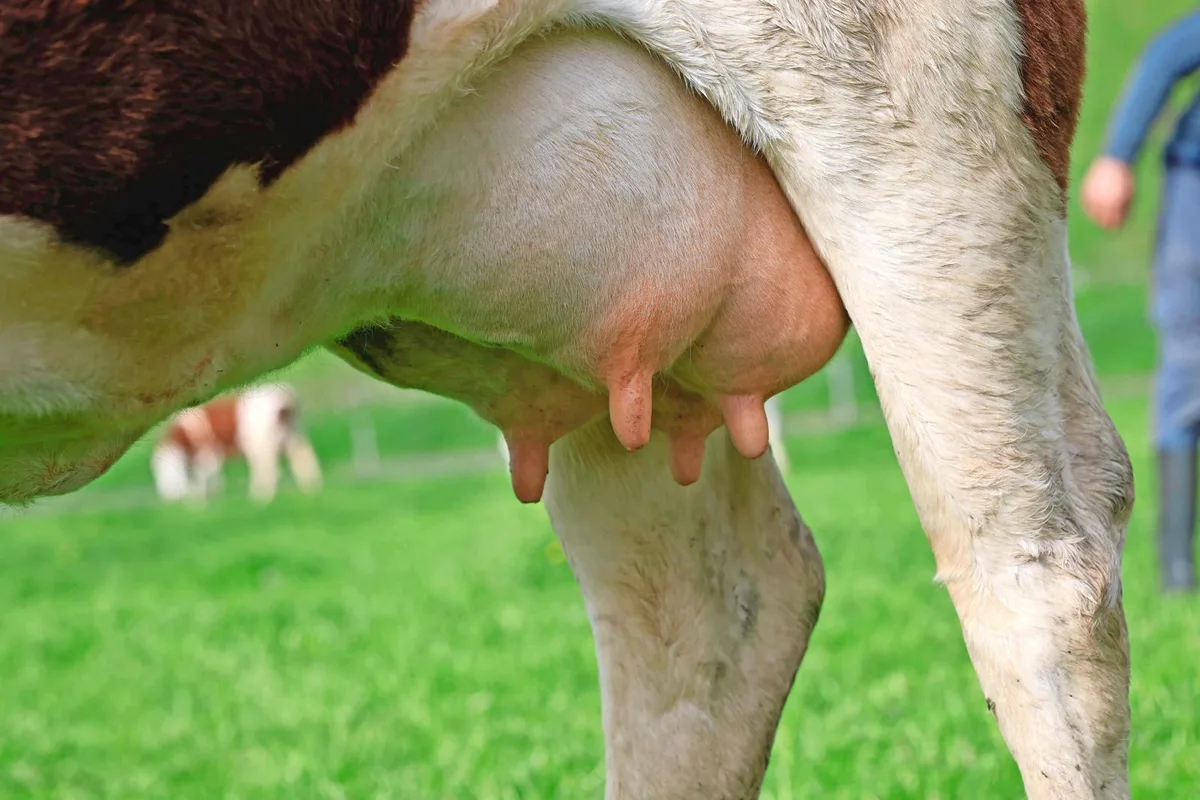 DG_26-04_SA_Eutergesundheit Eine gute Eutergesundheit ist essenziell für leistungsfähige Milchkühe. Die häufigste und kostenintensivste Erkrankung ist Mastitis.