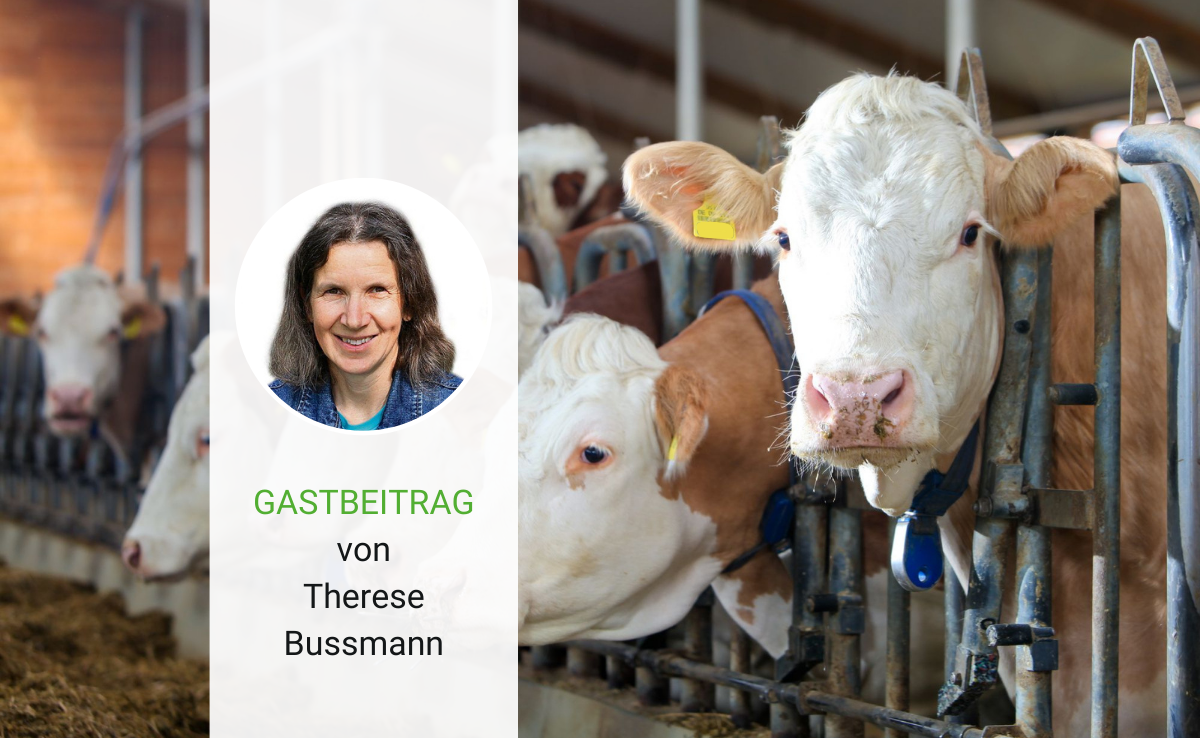 Besuch bei den Kühen