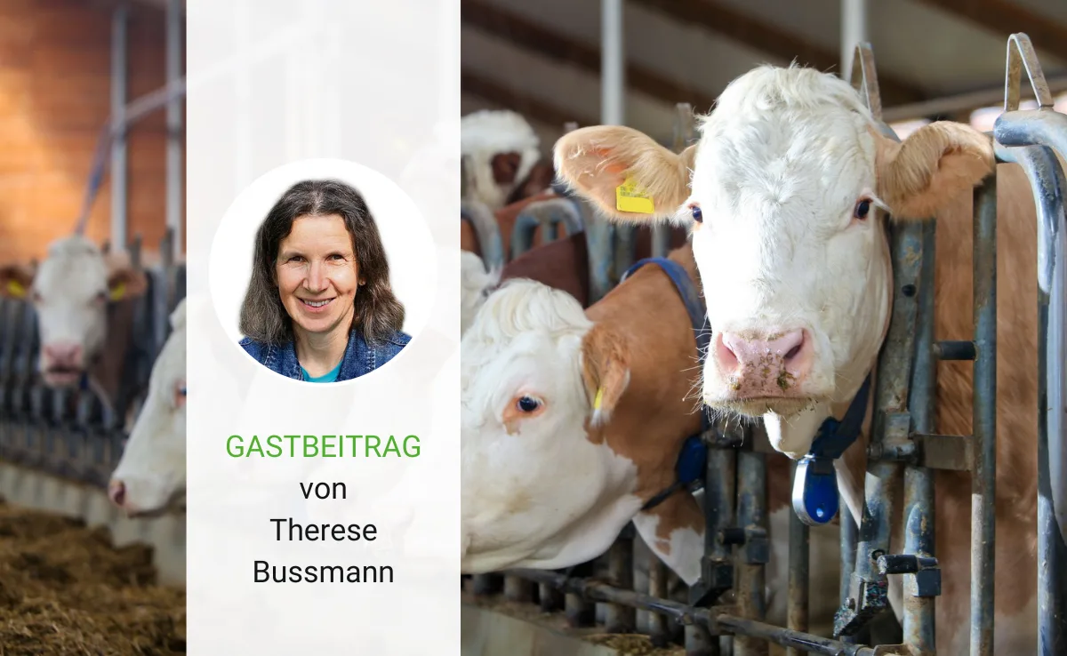 Artikel_Gastbeitrag_BauZ_BussmannKuehe Besuch bei den Kühen