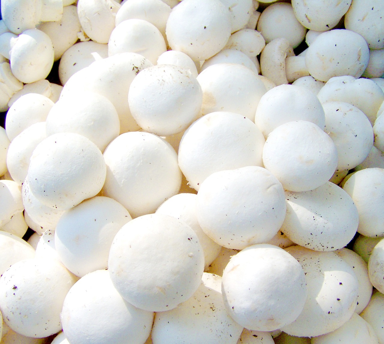 Champignons werden in Regalen kultiviert und wachsen das ganze Jahr über. (Bild Pixabay)