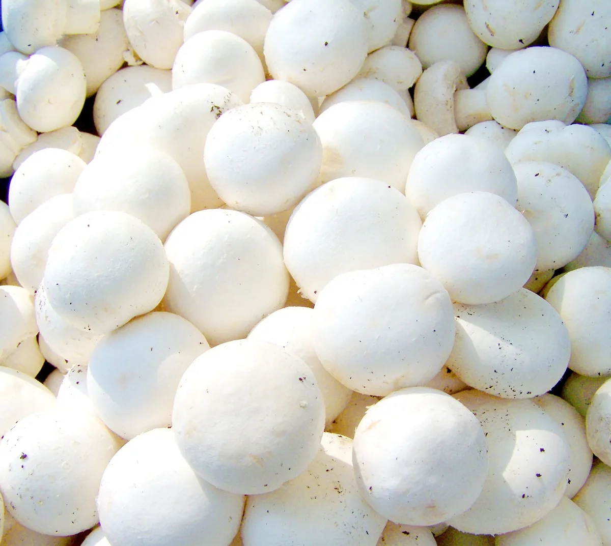 13c9d6098c1d123a3a3319baff418c9b7217604f Champignons werden in Regalen kultiviert und wachsen das ganze Jahr über. (Bild Pixabay)