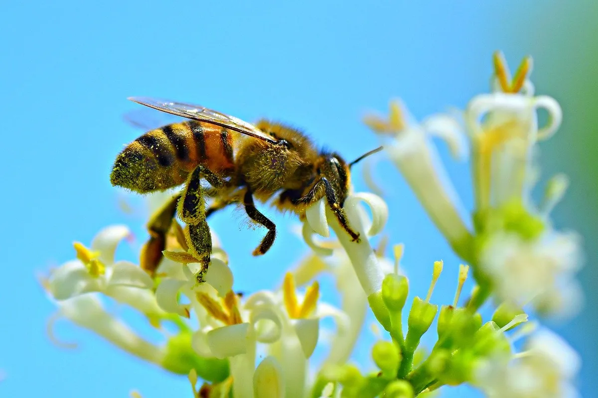 0cab4a4a3f1f6429ac68d08cbf094c697bd30aab Die genauen Ursachen für das Insektensterben sind unbekannt, was das Ergreifen von Massnahmen dagegen erschwert. (Bild Pixabay)