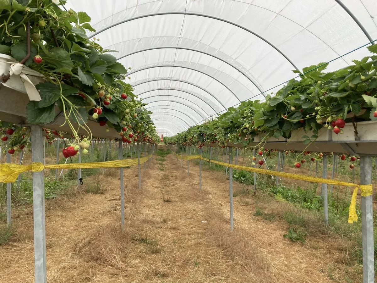 Erdbeeren_Beerenland-AG-Walperswil_01_rho Erdbeeren auf Termin – fast bis Weihnachten