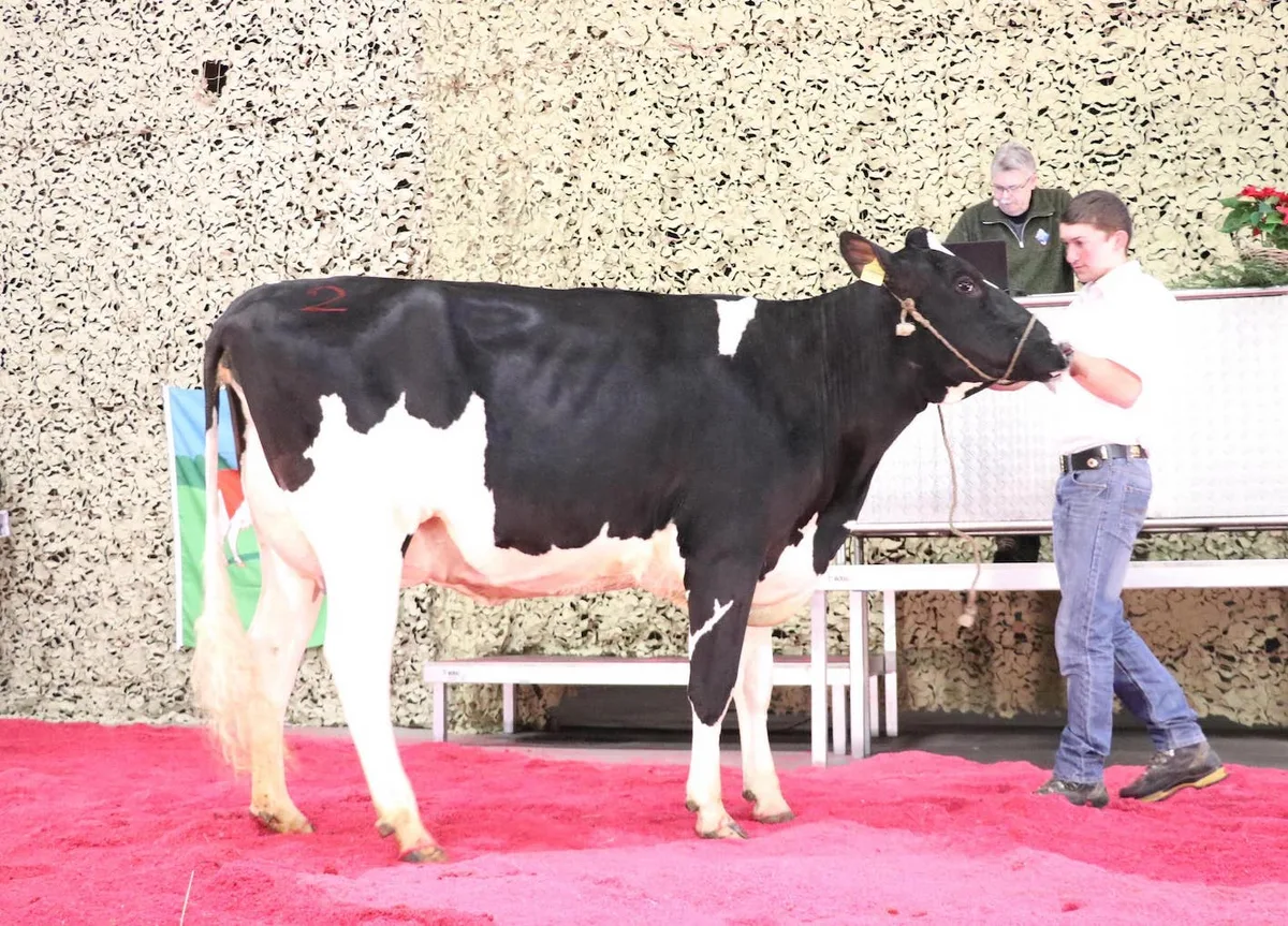 e155a1445782afb103bd23c432323bd8acd4a0c2 Käsers Unix Trista beeindruckte mit ihrem Exterieur und einer leistungsstarken Familie im Hintergrund.