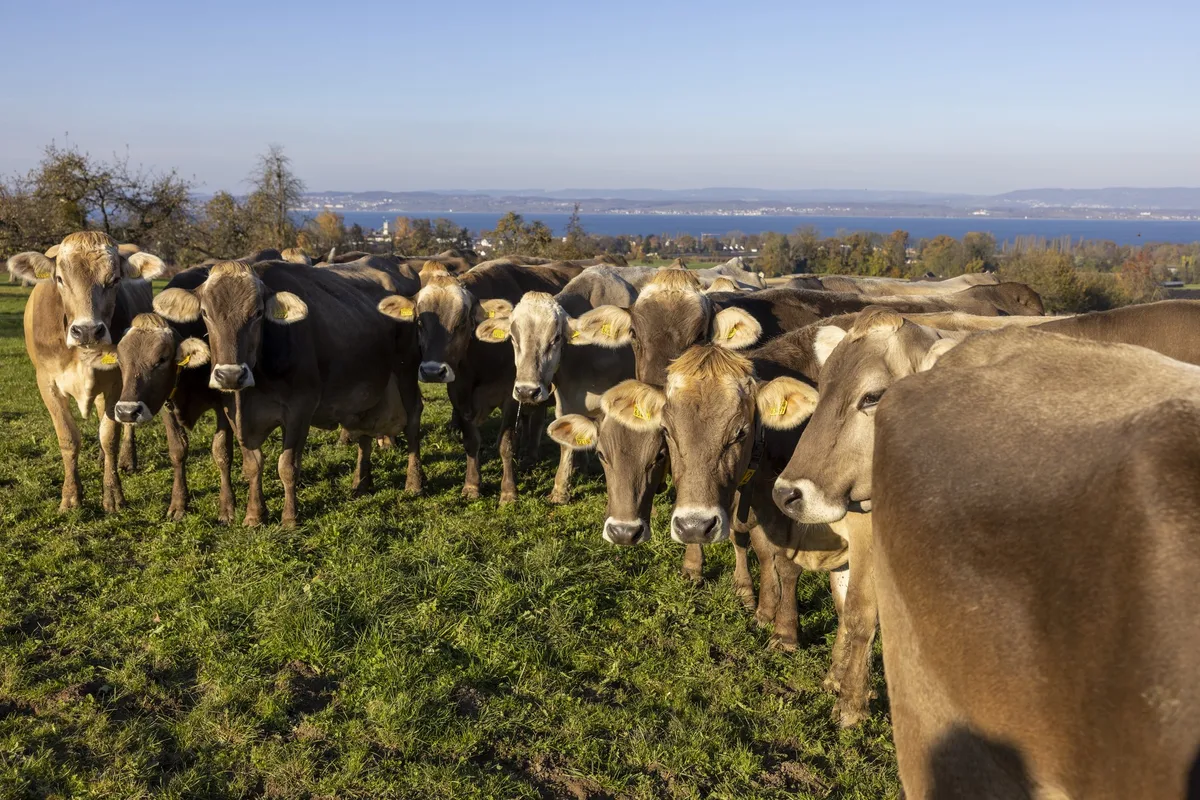Weidebeitrag-Milchkuh Eine Herde Braunviehkühe steht auf der Weide und schaut zum Fotografen.