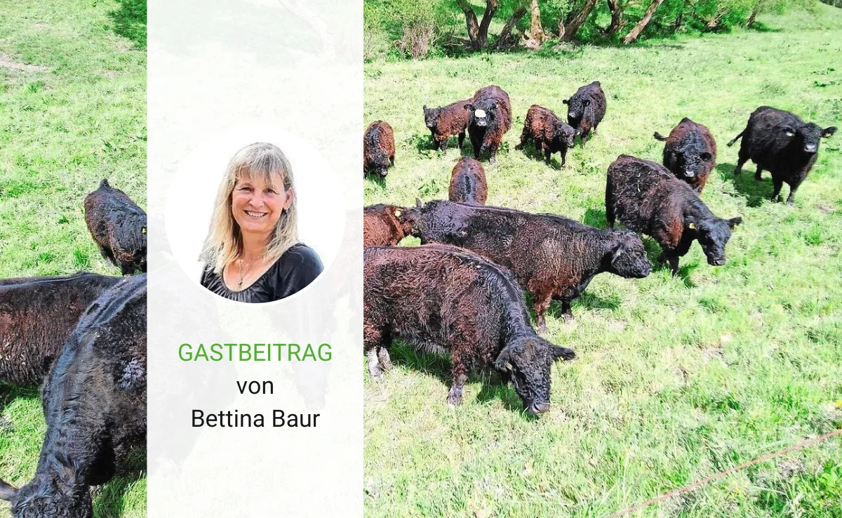 Artikel_Gastbeitrag_BauZ_Baur Was es alles braucht, um Weidewirtschaft zu betreiben