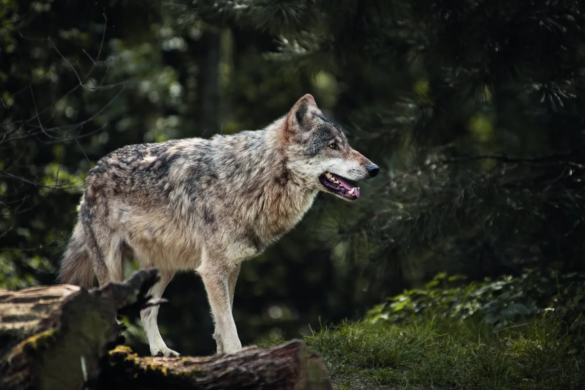 DG_22-08_AP3_AdobeStock_344985590 Ein Wolf steht im Wald.