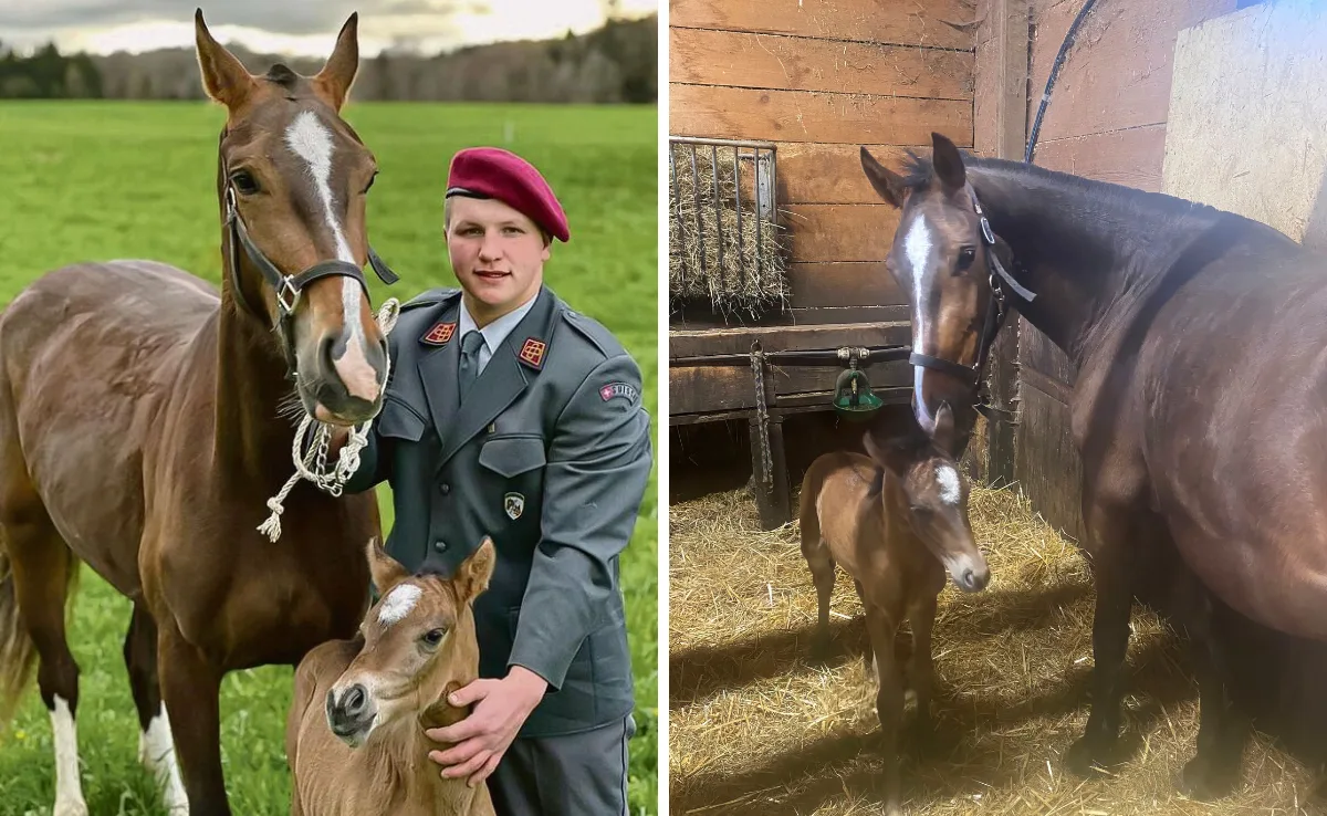 Fohlen Nolana ist im Dienst der Armee geboren